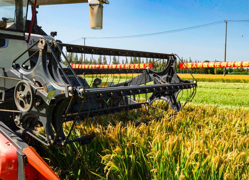 八月香 丰秋收.jpeg