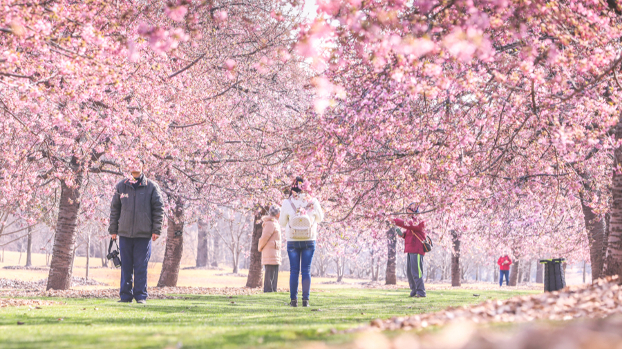 游客在辰山植物园里赏樱花。 资料图片.jpeg 游客在辰山植物园里赏樱花。 资料图片.jpeg