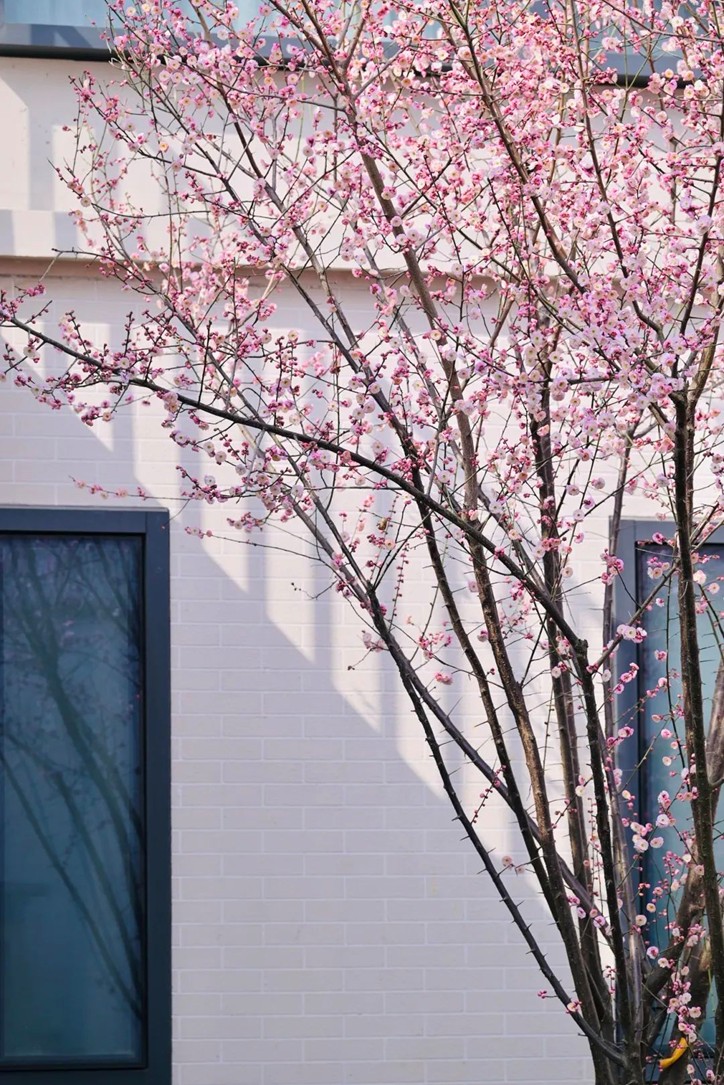 江南梅花季丨“梅”美与共！住在青浦花影中，盼君缓缓归矣