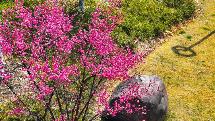 沪水畔,慢时光!梅花映水,到青浦赏梅品水 沪水畔,慢时光!梅花映水,到青浦赏梅品水