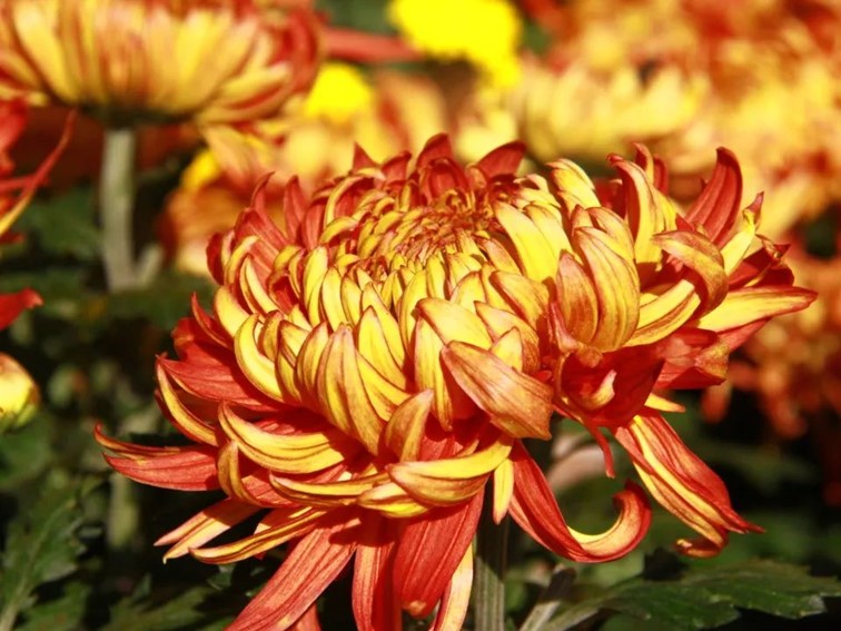 会·聚青浦|来青浦捕捉秋色,观看一场五彩缤纷的秋天童话剧! 会·聚青浦|来青浦捕捉秋色,观看一场五彩缤纷的秋天童话剧!