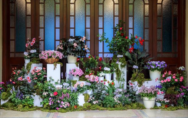 新优园艺品种.jpg 新优园艺品种.jpg