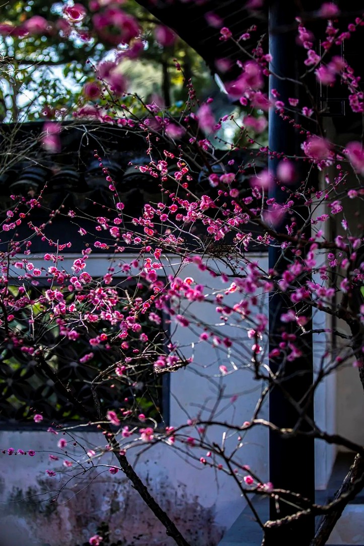江南梅花季丨开往春天的列车已上线！抓紧冲，青浦梅花已绽放80%！