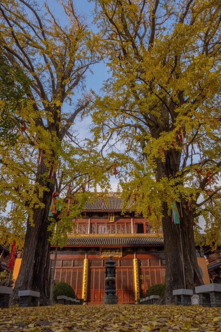 银杏落金,青浦迎来了年度“最闪亮”时刻! 银杏落金,青浦迎来了年度“最闪亮”时刻!