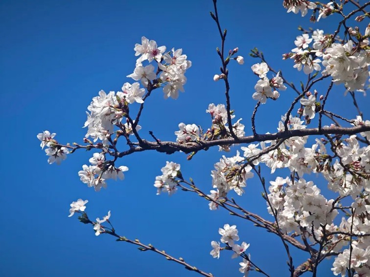 上班暂停一下!快来青浦看樱花雨 上班暂停一下!快来青浦看樱花雨