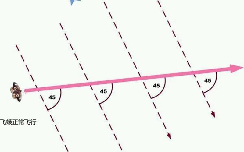 飞蛾飞行.jpg 飞蛾飞行.jpg