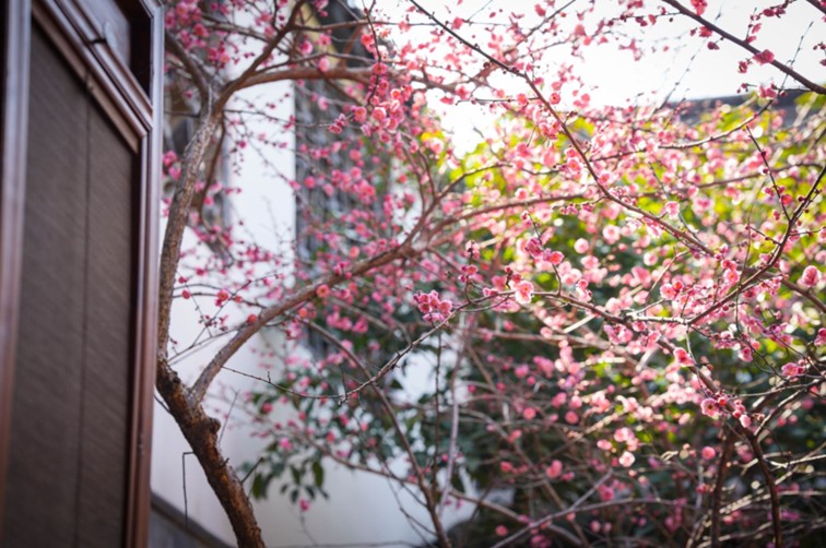 江南梅花季丨“梅”美与共！住在青浦花影中，盼君缓缓归矣