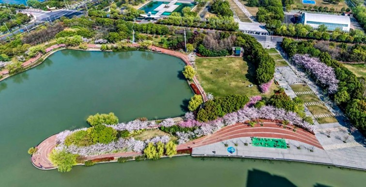 上班暂停一下!快来青浦看樱花雨 上班暂停一下!快来青浦看樱花雨