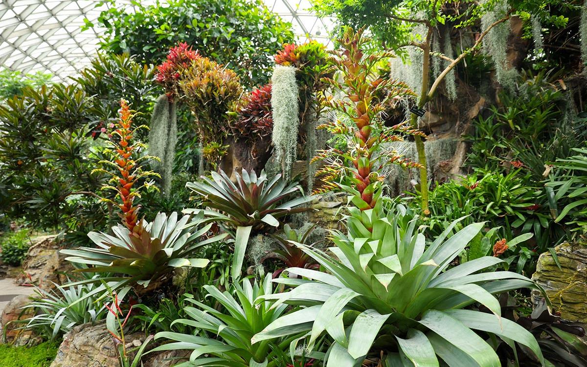 山林凤舞 2.jpg 山林凤舞 2.jpg