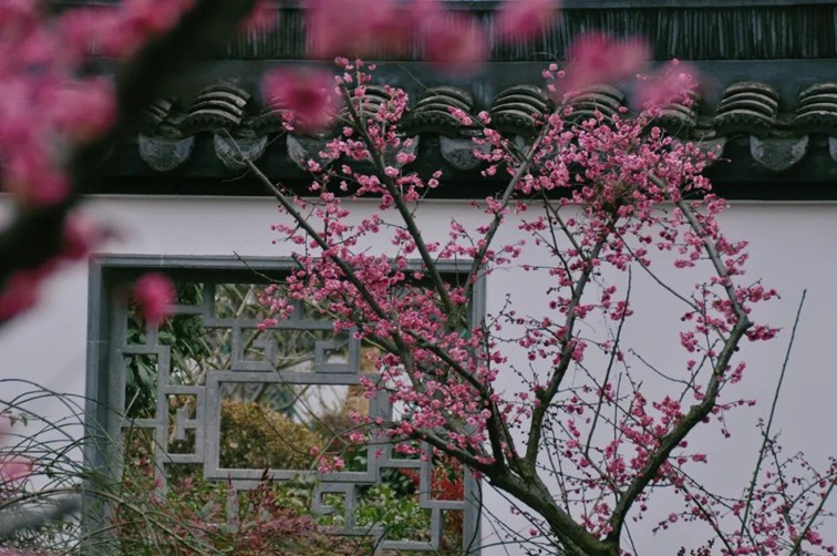 江南梅花季丨开往春天的列车已上线！抓紧冲，青浦梅花已绽放80%！