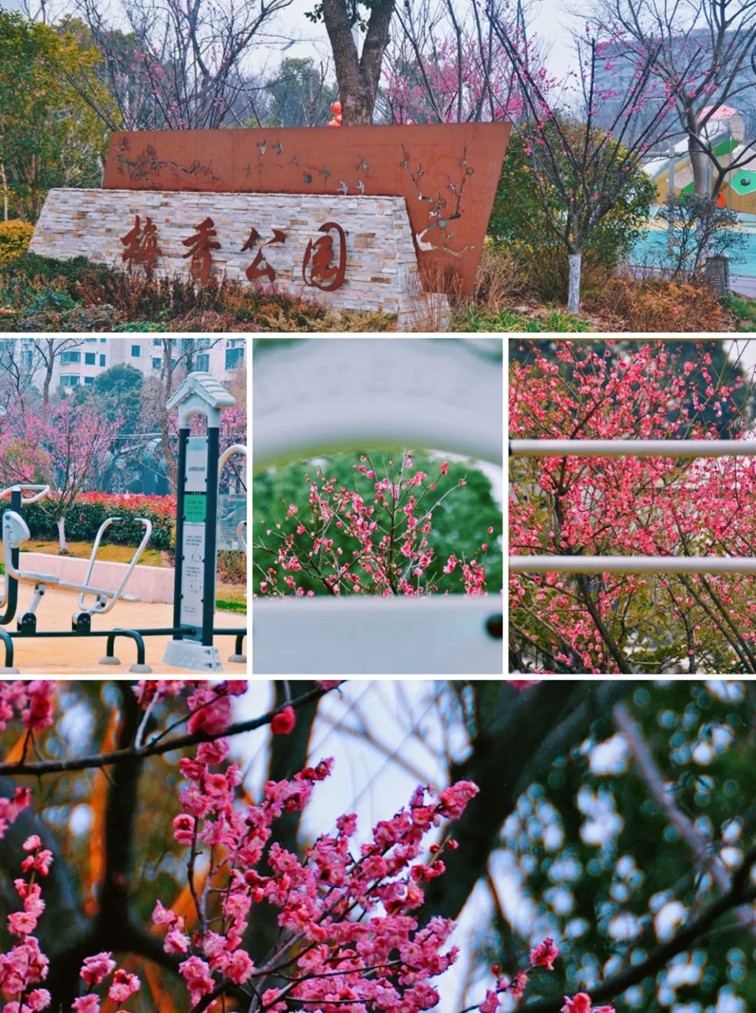 江南梅花季丨开往春天的列车已上线！抓紧冲，青浦梅花已绽放80%！