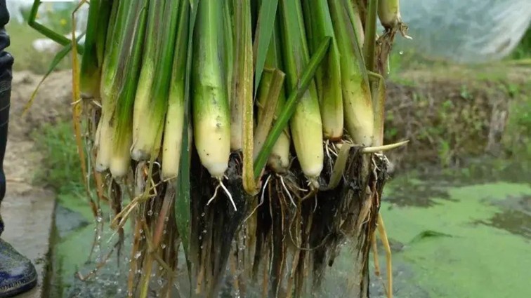 入选“国”字号!这几种青浦特色农产品,每一款都超赞~ 入选“国”字号!这几种青浦特色农产品,每一款都超赞~