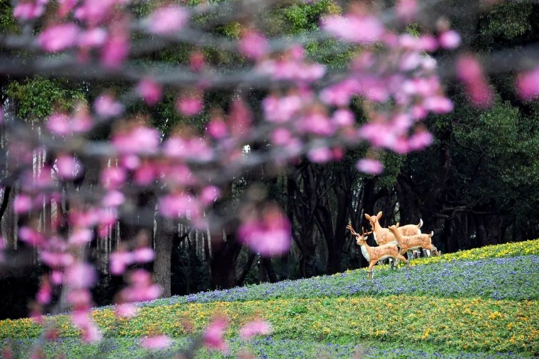 上班暂停一下!快来青浦看樱花雨 上班暂停一下!快来青浦看樱花雨