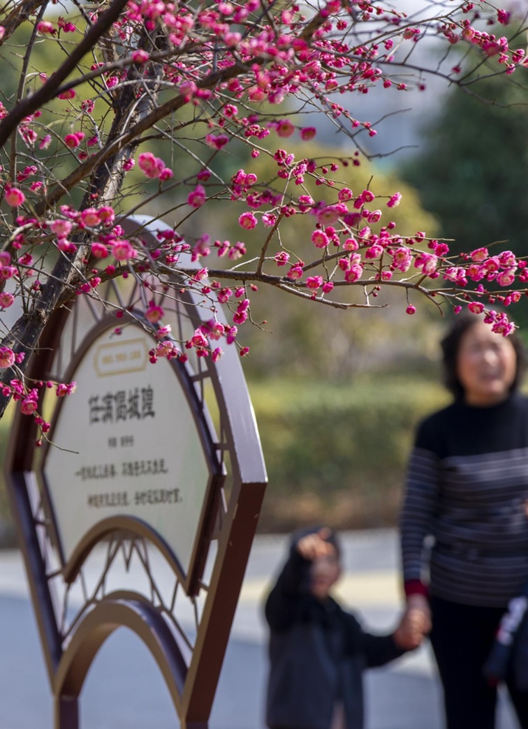 沪水畔,慢时光!梅花映水,到青浦赏梅品水 沪水畔,慢时光!梅花映水,到青浦赏梅品水