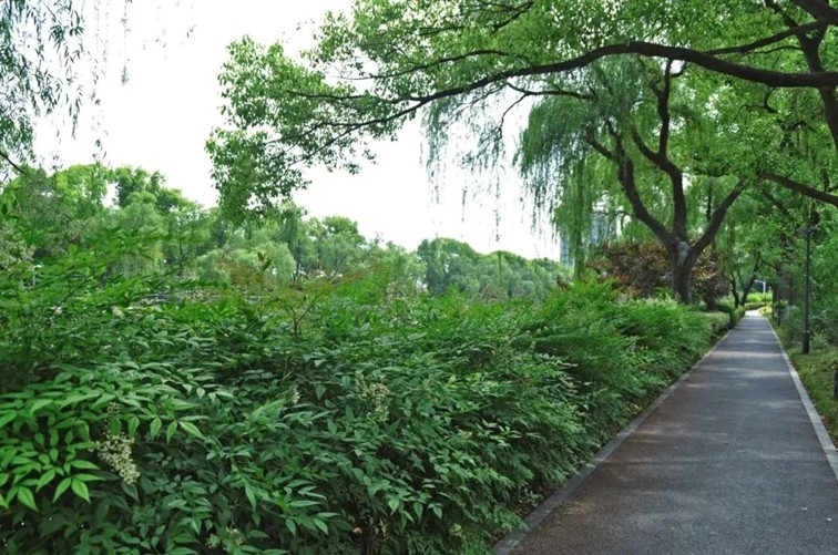 追风少年的春日漫游指南,带你邂逅青浦的N种风情! 追风少年的春日漫游指南,带你邂逅青浦的N种风情!