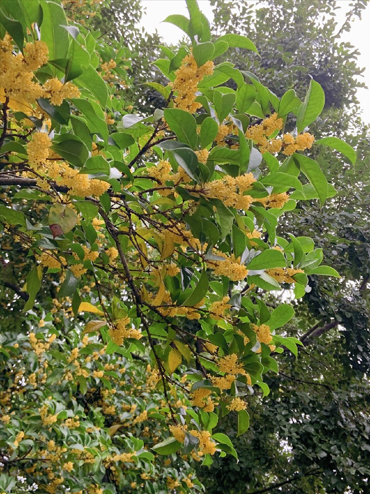 香满秋·一起游|人间十月,桂香满襟!青浦绝佳赏桂地,原来在这里! 香满秋·一起游|人间十月,桂香满襟!青浦绝佳赏桂地,原来在这里!