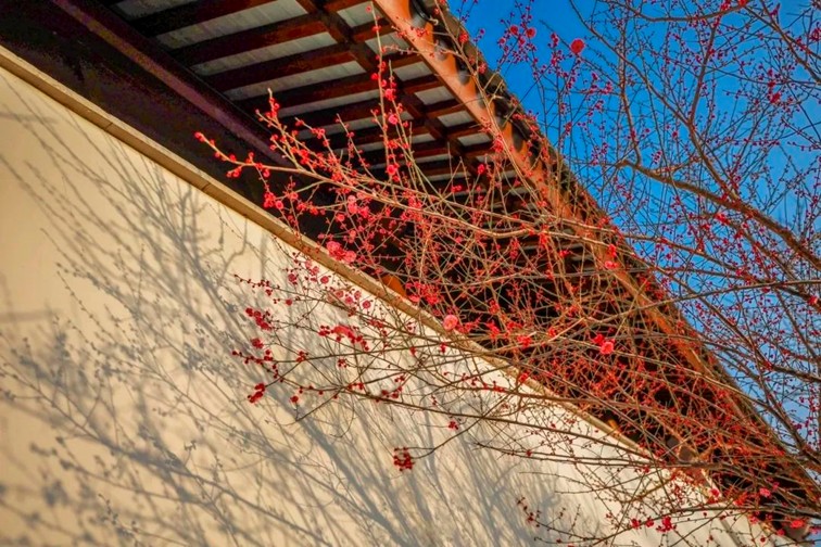 江南梅花季丨开往春天的列车已上线！抓紧冲，青浦梅花已绽放80%！