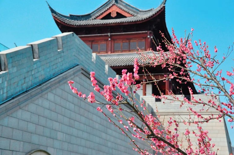 江南梅花季丨开往春天的列车已上线！抓紧冲，青浦梅花已绽放80%！