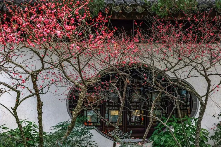 江南梅花季丨开往春天的列车已上线！抓紧冲，青浦梅花已绽放80%！