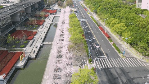 上班暂停一下!快来青浦看樱花雨 上班暂停一下!快来青浦看樱花雨
