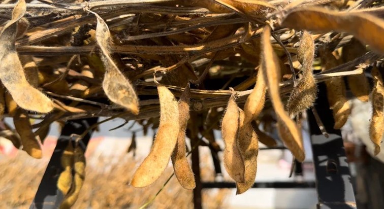 一二三四|青浦秋日疗愈系轻居,每一家都想住一遍…… 一二三四|青浦秋日疗愈系轻居,每一家都想住一遍……