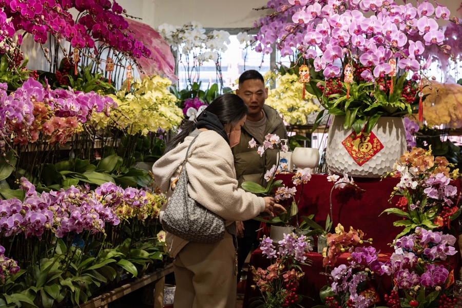 图为市民在虹桥花卉市场选购蝴蝶兰。.jpg