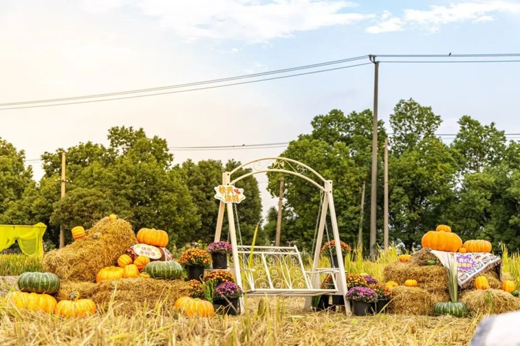 香满秋·一起游丨去青浦来场CountryWalk，遇见金秋盛景！