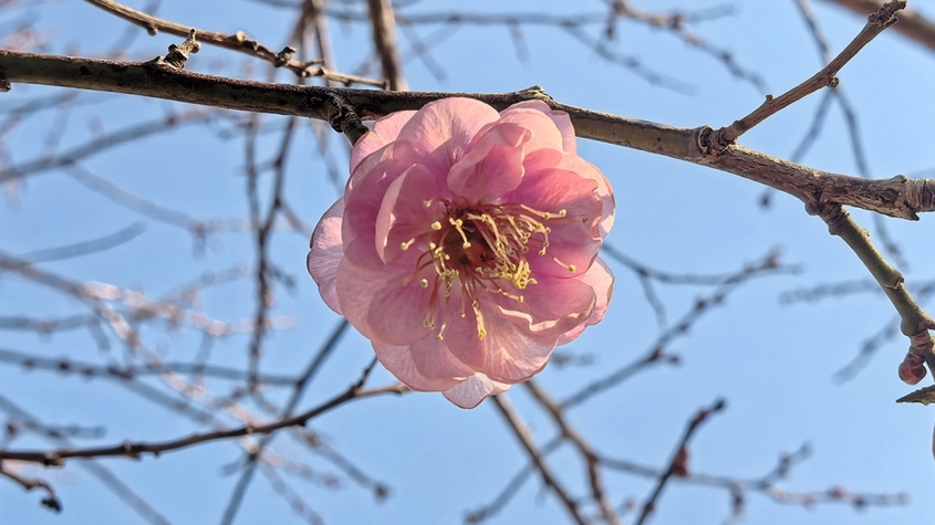 上海辰山植物园内，朱砂梅初开。 资料图片.png