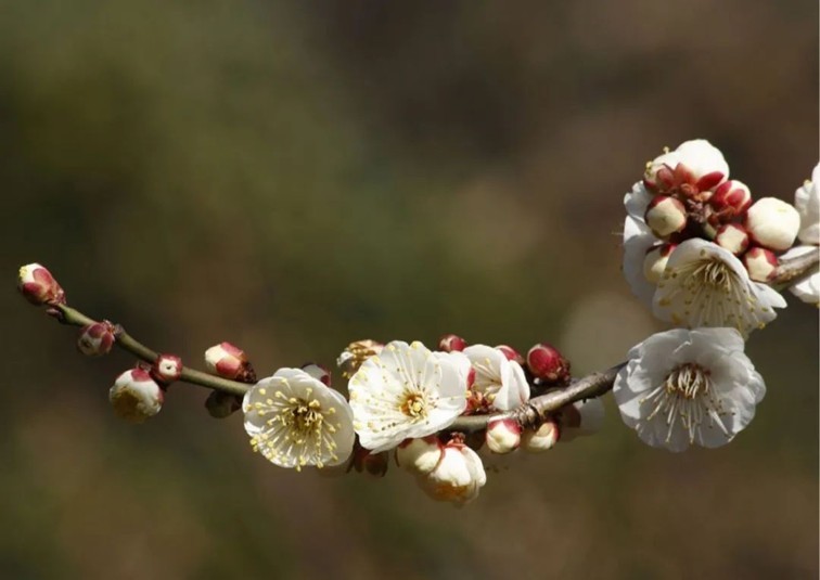 江南梅花季丨“梅”美与共！住在青浦花影中，盼君缓缓归矣
