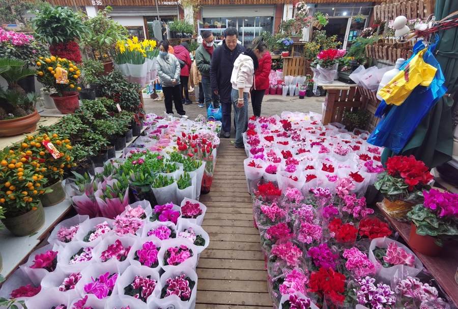 在岚灵花鸟市场,市民挑选年宵花。陈玺撼 摄 .jpeg 在岚灵花鸟市场,市民挑选年宵花。陈玺撼 摄 .jpeg