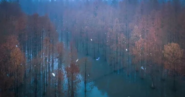 “宿主”您好，请领取主线任务：寻找青浦红叶地图！