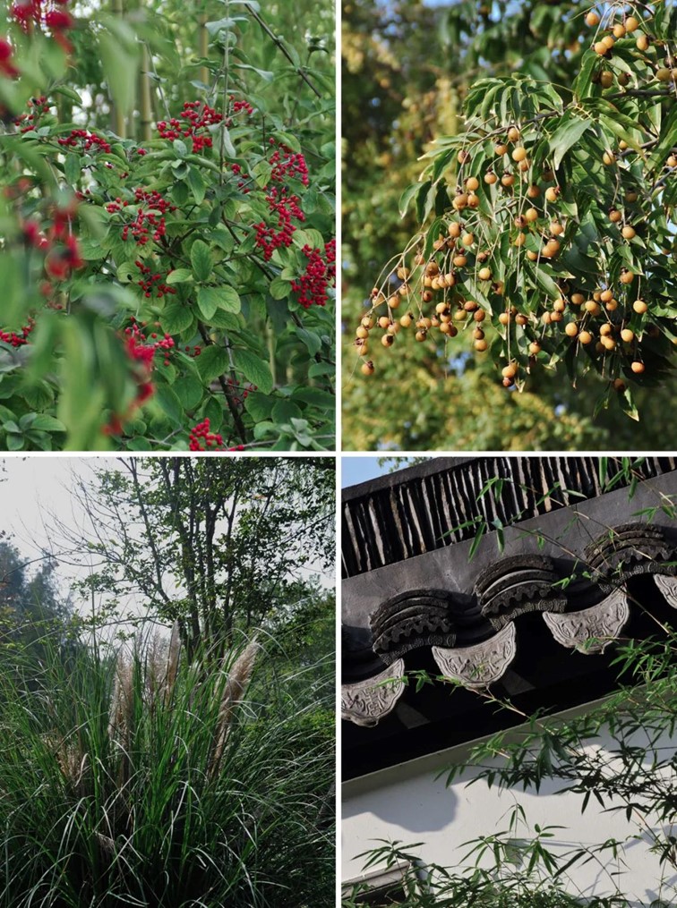 寒风乍起，秋意正浓，你想要的绝色秋光就藏在青浦！