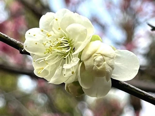 0227_102947_854.jpg 微信图片_2025-02-27_102930_401.jpg