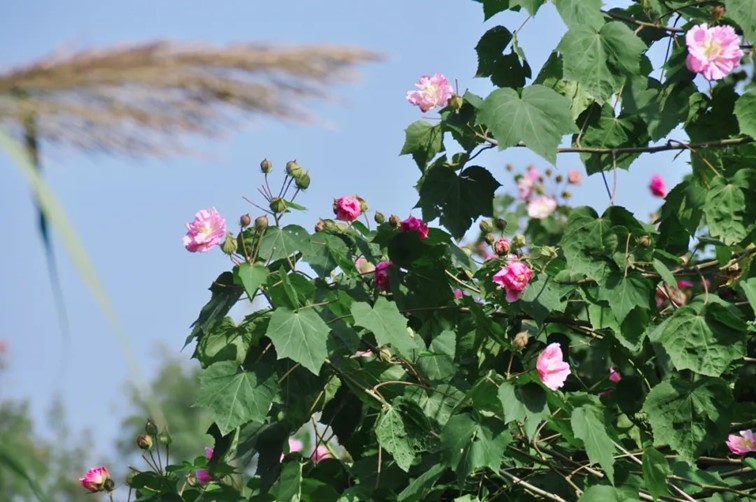 寒风乍起，秋意正浓，你想要的绝色秋光就藏在青浦！