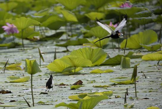 image004.jpg image004.jpg