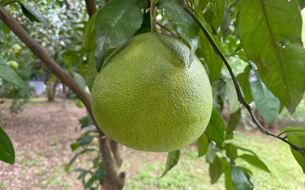 上海市“安全优质信得过果园” 复审现场检查工作已完成7.jpg