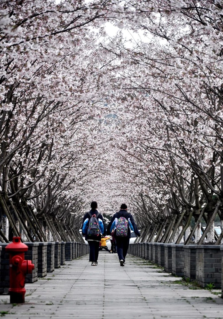 上班暂停一下!快来青浦看樱花雨 上班暂停一下!快来青浦看樱花雨