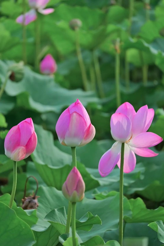 2026逛青浦环城水系公园指南