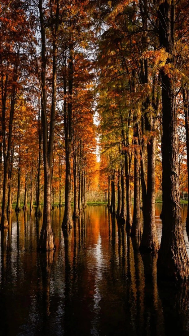 “宿主”您好，请领取主线任务：寻找青浦红叶地图！