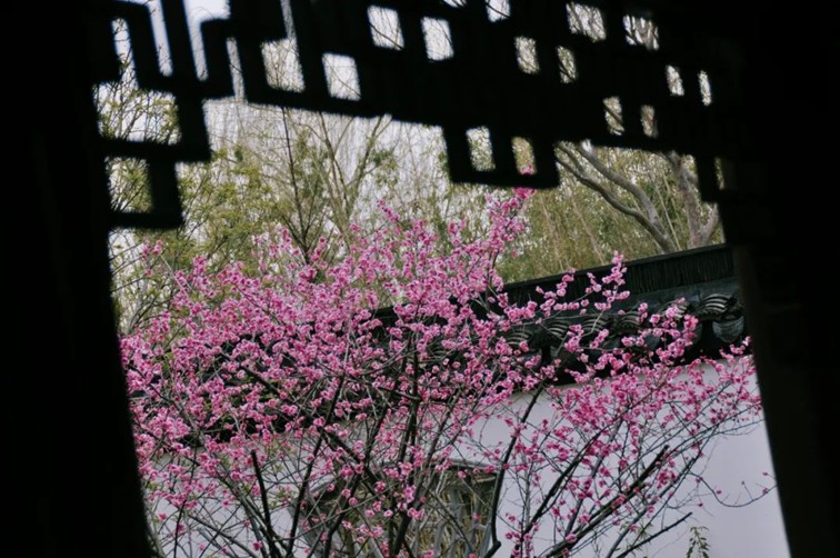 江南梅花季丨开往春天的列车已上线！抓紧冲，青浦梅花已绽放80%！