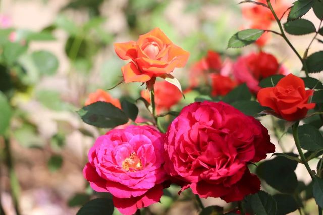 0519_153223_422.jpg 微信图片_2025-05-19_153032_396.jpg