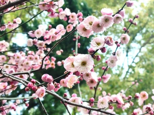 0227_102854_967.jpg 微信图片_2025-02-27_102912_985.jpg