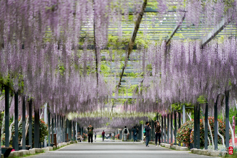 千米紫藤长廊如梦似幻,吸引游客打卡.jpeg 千米紫藤长廊如梦似幻,吸引游客打卡.jpeg