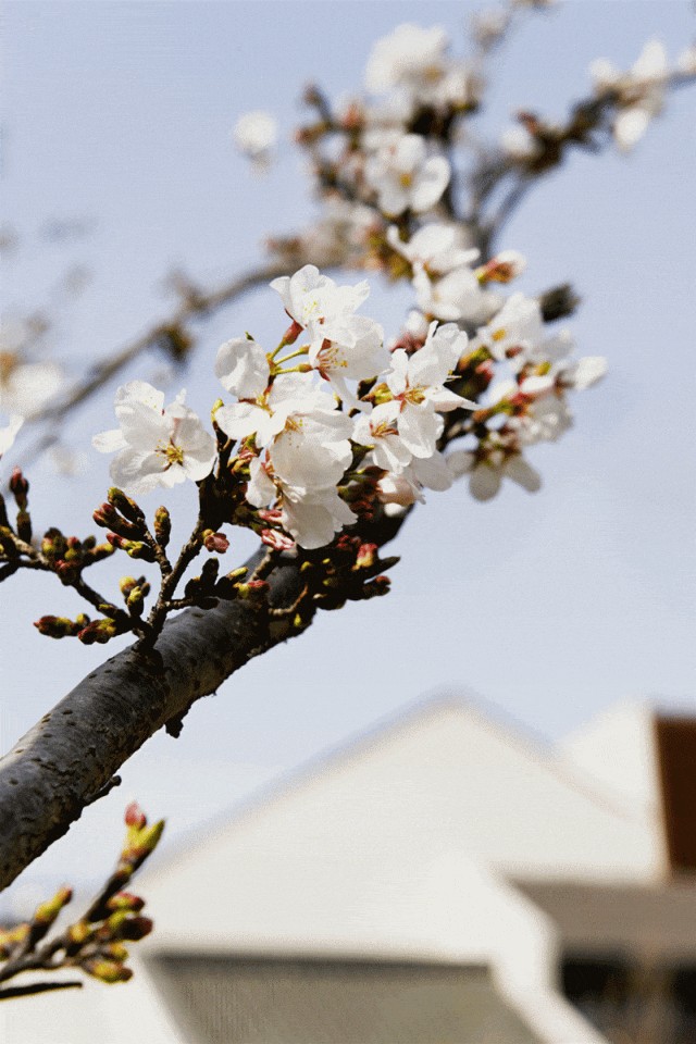 上班暂停一下!快来青浦看樱花雨 上班暂停一下!快来青浦看樱花雨
