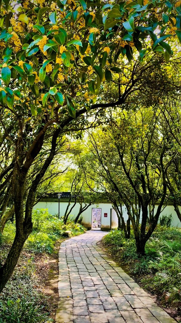 香满秋·一起游|人间十月,桂香满襟!青浦绝佳赏桂地,原来在这里! 香满秋·一起游|人间十月,桂香满襟!青浦绝佳赏桂地,原来在这里!