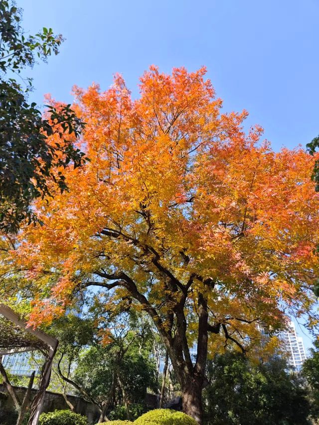 1216_150208_199.jpg 微信图片_2024-12-16_135313_545.png