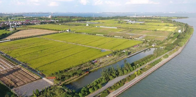 入选“国”字号!这几种青浦特色农产品,每一款都超赞~ 入选“国”字号!这几种青浦特色农产品,每一款都超赞~