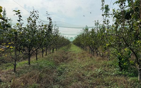 上海市“安全优质信得过果园” 复审现场检查工作已完成6.jpg