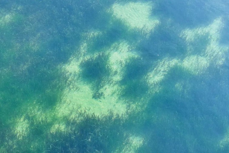 江南春景水一半，12处小流域绘青浦生态美域