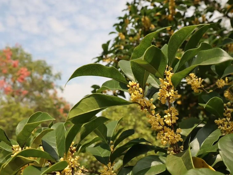 香满秋·一起游|人间十月,桂香满襟!青浦绝佳赏桂地,原来在这里! 香满秋·一起游|人间十月,桂香满襟!青浦绝佳赏桂地,原来在这里!